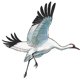 white crane pictures